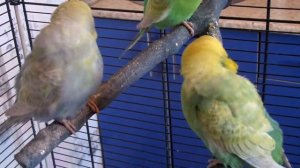 Мои радужные попугайчики!) Rainbow parrots