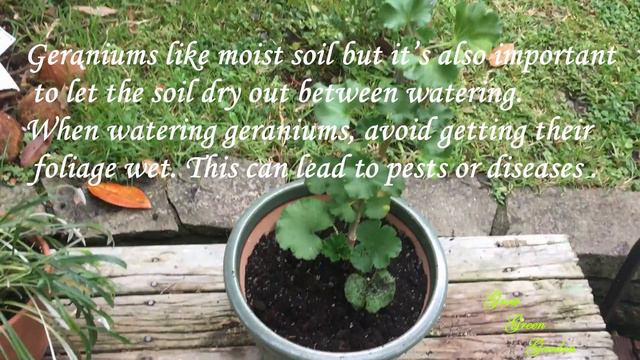 How to Grow and care Geraniums смотреть онлайн