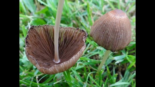 Coprinellus angulatus смотреть онлайн