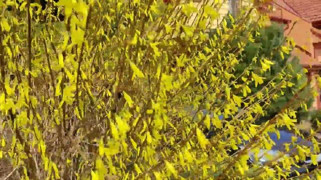 Изгороди смотреть онлайн