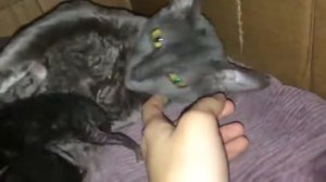 корниш рекс котята