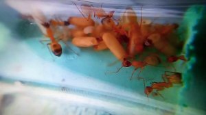 CAMPONOTUS SANCTUS | ГИГАНСКИЕ ЯНТАРНЫЕ ОХОТНИКИ! | СОДЕРЖАНИЕ И ОХОТА!