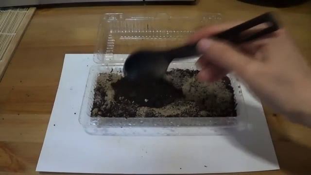 Как вырастить ГОЛУБУЮ ЕЛЬ из шишки?