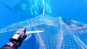 Кит запутался в сетях и люди решили ему помочь. Удивительная история спасения