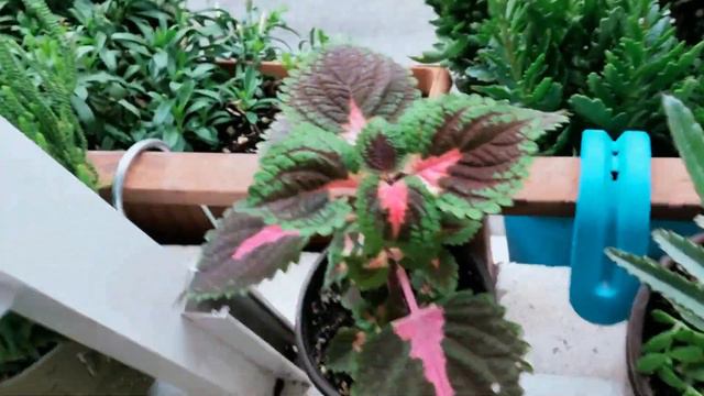 BUNU VERİN ÇİÇEKLERİNİZ COŞSUN, HER EVDE BULUNAN BİTKİ BESİNİ, PİRİNÇ SUYU İLE ÇİÇEK COŞTURAN, BESİ смотреть онлайн