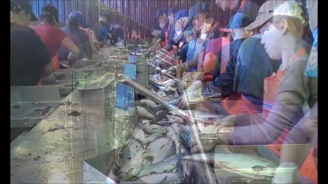 Предлагаем красную икру лососевых рыб смотреть онлайн