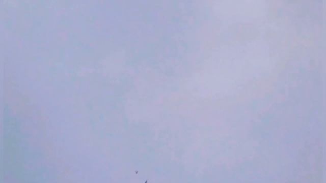 Сокол Сапсан и Голуби. Falcon Peregrine and Pigeons смотреть онлайн