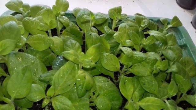 РЕЗУЛЬТАТ УКОРЕНЕНИЯ ЧЕРЕНКОВ ПЕТУНИИ. 100% УКОРЕНЕНИЕ.ПЕРЕСАЖИВАЮ В СТАКАНЧИКИ.