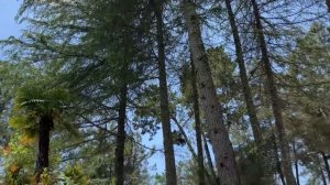 Дача Горбачева в Абхазии. Мюссера