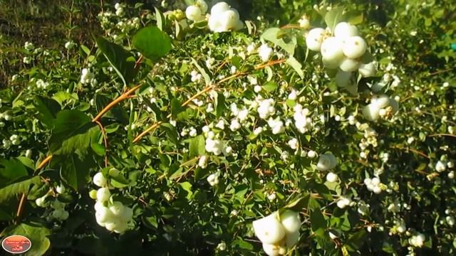 Снежноягодник - красивый декоративный кустарник! Но осторожно: он ядовит! смотреть онлайн