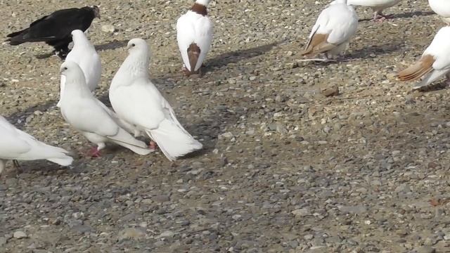 Голуби Крестовые монахи Штоцкой Татьяны в Астрахани! смотреть онлайн