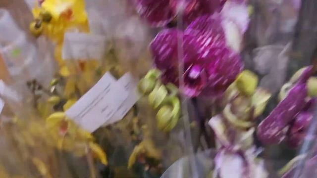 Новая поставка цветущих орхидей г. Краснодар ул. уральская 77,тел 89180436564 смотреть онлайн