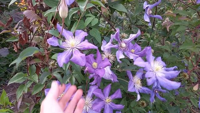 Клематис Президент смотреть онлайн