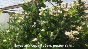 Саженцы ремонтантной ежевики. Цветение ежевики Рубен