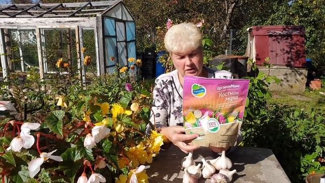 Посадка Чеснок Осенью. Сорт Подмосковный и Комсомолец.
