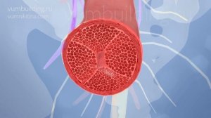 Вумбилдинг. Узнать за 5 минут.