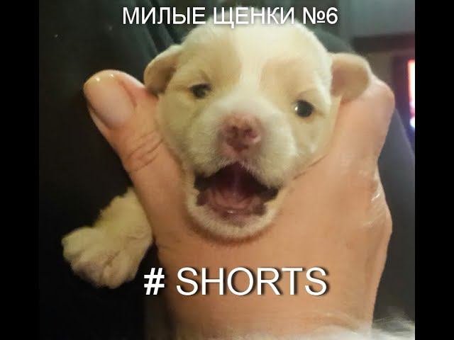 #shorts ЩЕНКИ СМЕШНЫЕ 6 #FunnyDogs / Милота