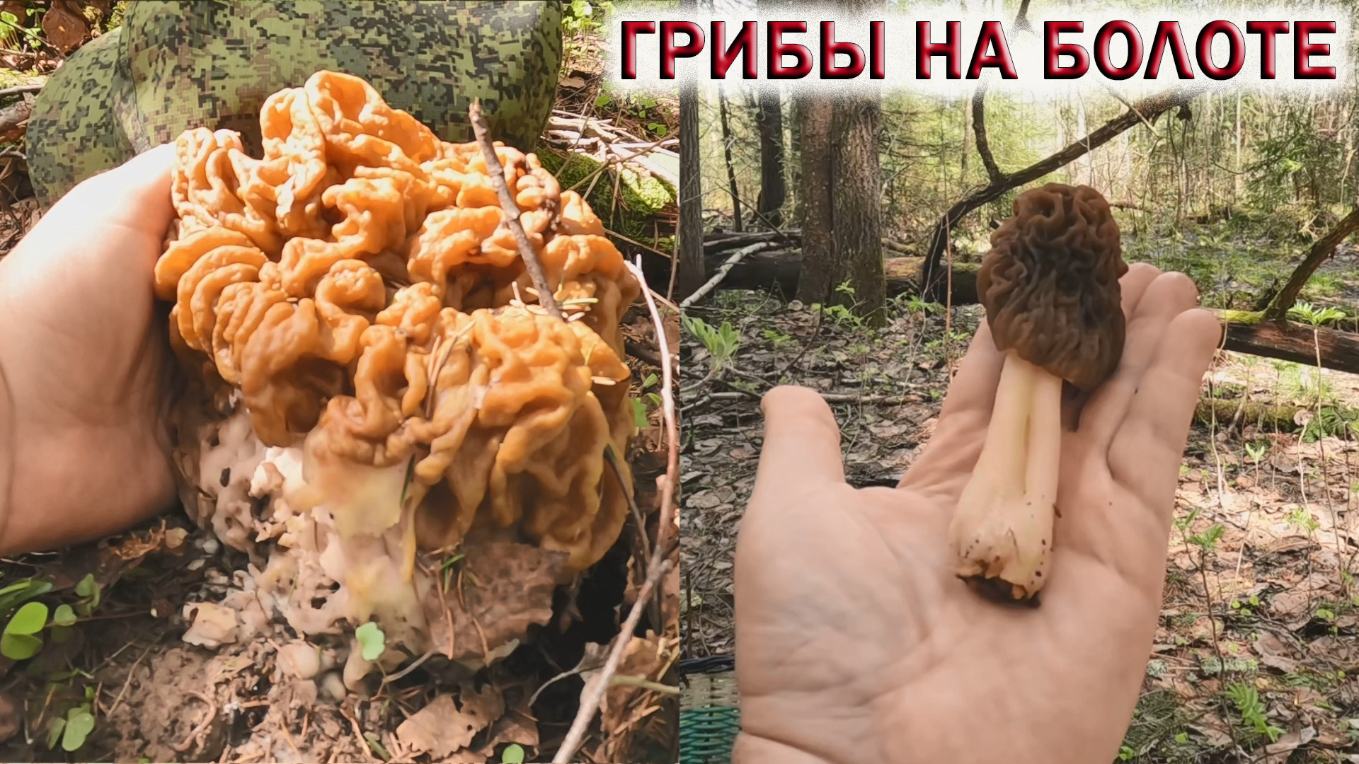 Первые грибы в Подмосковье