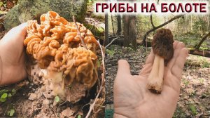 ГРИБЫ НА БОЛОТЕ.?СМОРЧКОВАЯ ШАПОЧКА.?СТРОЧОК ГИГАНТСКИЙ 60 РАЗМЕРА.⚡УРАГАН В ЛЕСУ.?Грибы 2022 Май