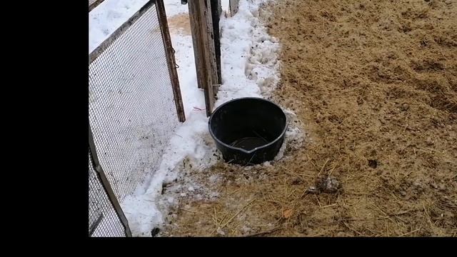 Катумские овцы содержание. смотреть онлайн