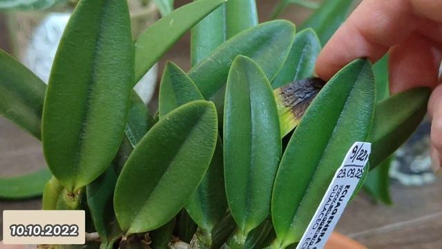 Новички... растения от Ecuagenera... две орхидеи и два антуриума ? смотреть онлайн