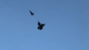 Голуби Емец Красноармейск