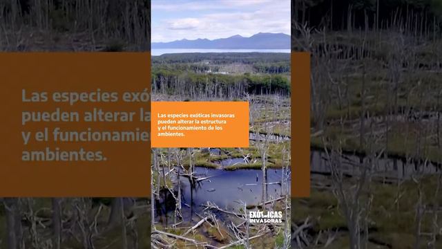 ESPECIES EXÓTICAS INVASORAS 9 ALTERACION ECOSISTEMAS