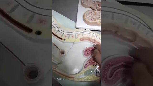 GIT anatomy model explained || Easy to understand omentum/Sacs || Second year MBBS смотреть онлайн