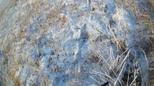 Тест системы слежения за собакой, аналог Гармин Астро