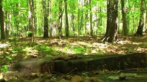 Белки в лесу / Squirrels in wood (Кусково 2011 год)