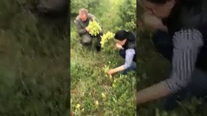 Сбор лекарственных трав: погремок (Rhinanthus)