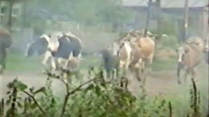 Захаркино-Шемышейка 90-е.mp4