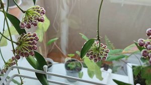 20 цветоносов!!! Хойя wayetii china beans