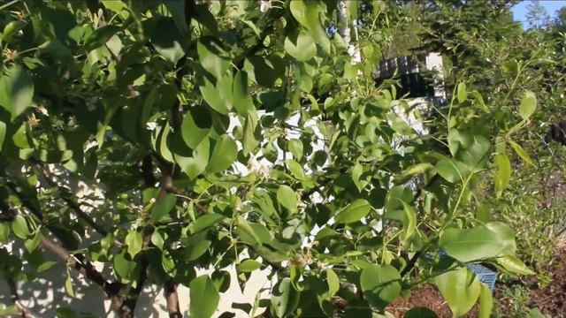 Искореняющая обработка железным купоросом и мочевиной.Отличный результат на груше. Галловый клещ ?! смотреть онлайн