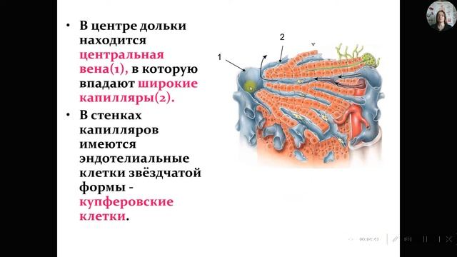 Анатомия и физиология печени человека.Желчный пузырь.Строение и функции