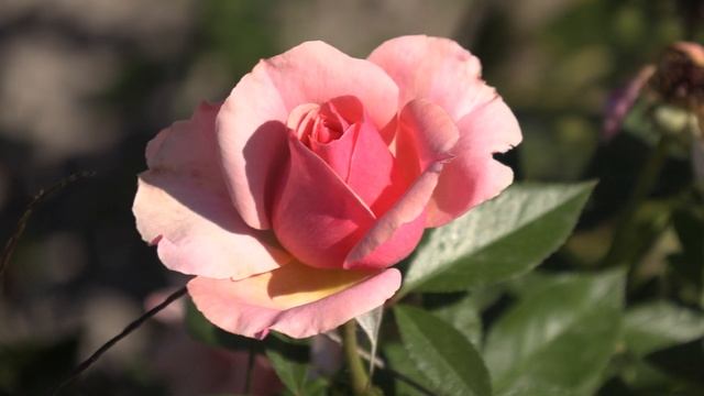 роза Поэзия, чайно -гибридная роза , Питомник роз Полины Козловой rozarium.biz смотреть онлайн