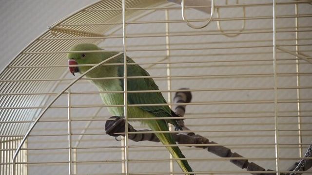 Ожереловый попугай смотреть онлайн