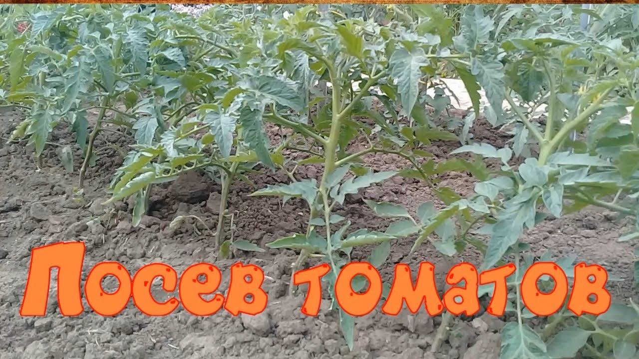 Томаты посев на рассаду.Уход после всходов.