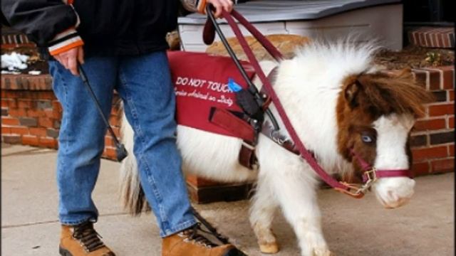 Фалабелла|Миниатюрная лошадка|Falabella|Miniature Horse