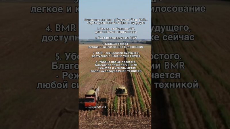 Бинарные посевы с Нутритоп Стар BMR Сорго +  кукуруза binary crops of #corn and #sorghum