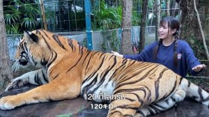 日本では絶対無理!!放し飼いのトラと遊べる動物園inパタヤ