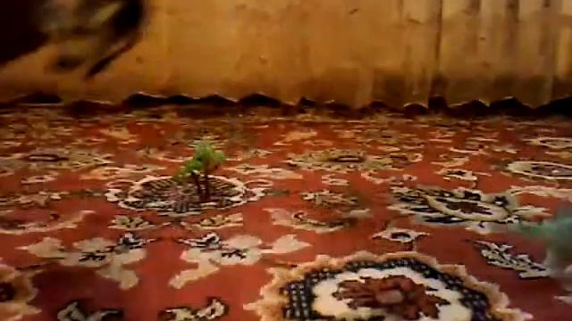 Корова.Динозавры.Животные. смотреть онлайн