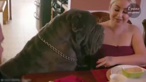 Самые крупные породы собак