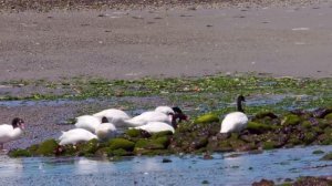 "ДОРОГА В НЕБЕСА" Три месяца я слушала только эту музыку...музыка для сна, души и тела