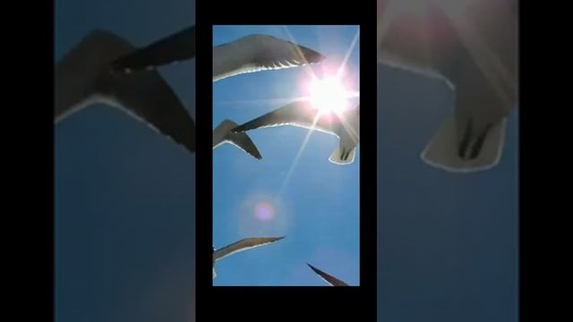 Море. Звук волн и крик чаек