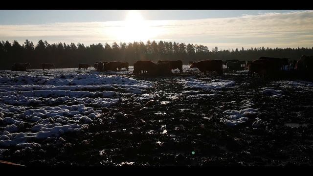 Убирая навоз с помощью мини погрузчик Avant 530 смотреть онлайн