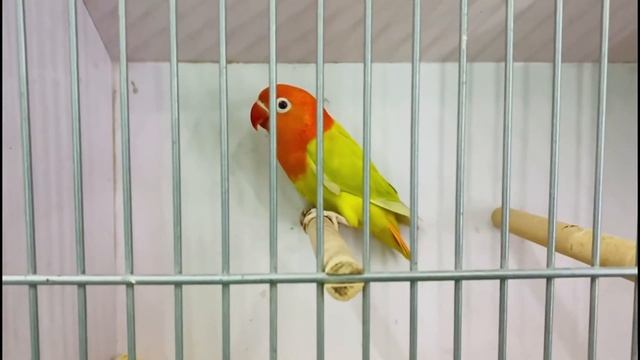 Metronidazole/Flagyl Benefits for Birds ,Usage of Flagyl in Birds Diseases смотреть онлайн