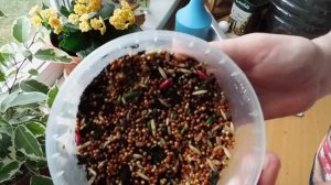 Как вырастить травку для попугая. Травка за 4 дня.