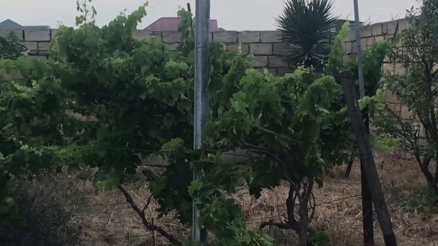 Новханы дача.Прогулка с детьми смотреть онлайн