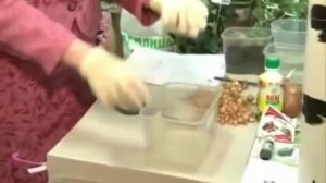 Подготовка лука к посадке, обработка перед посадкой лука севка